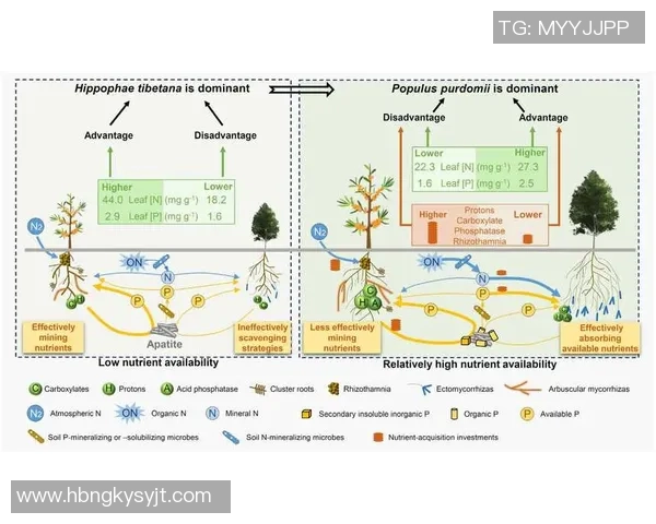 成都极限运动队的区域防守策略与热点分析探讨